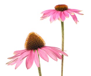 Photo of Beautiful pink Echinacea flowers isolated on white