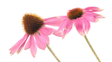 Photo of Beautiful pink Echinacea flowers isolated on white