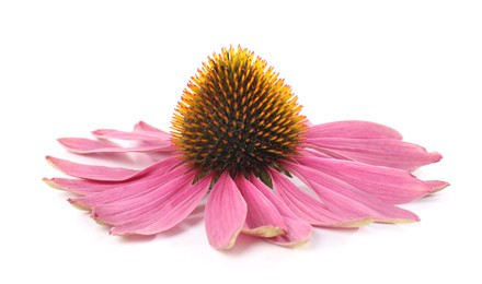 Photo of Beautiful pink Echinacea flower isolated on white