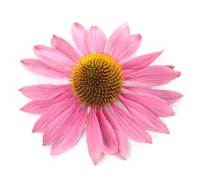 Photo of Beautiful pink Echinacea flower isolated on white