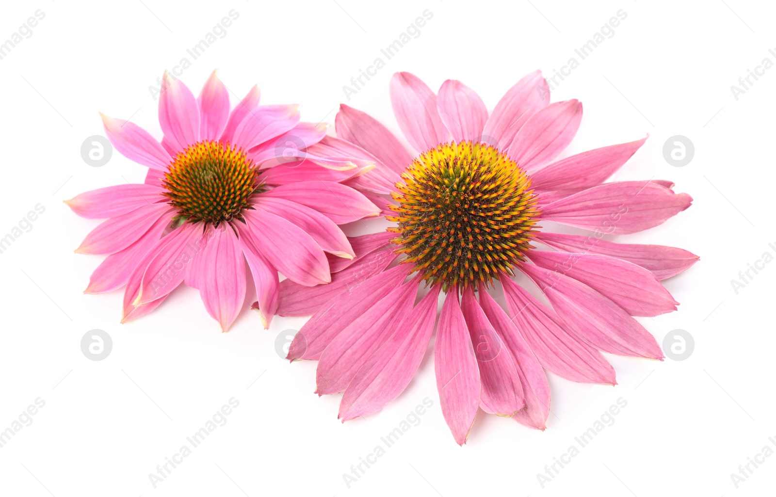 Photo of Beautiful pink Echinacea flowers isolated on white