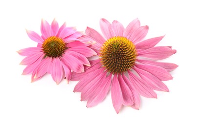 Photo of Beautiful pink Echinacea flowers isolated on white