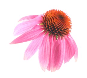 Photo of Beautiful pink Echinacea flower isolated on white