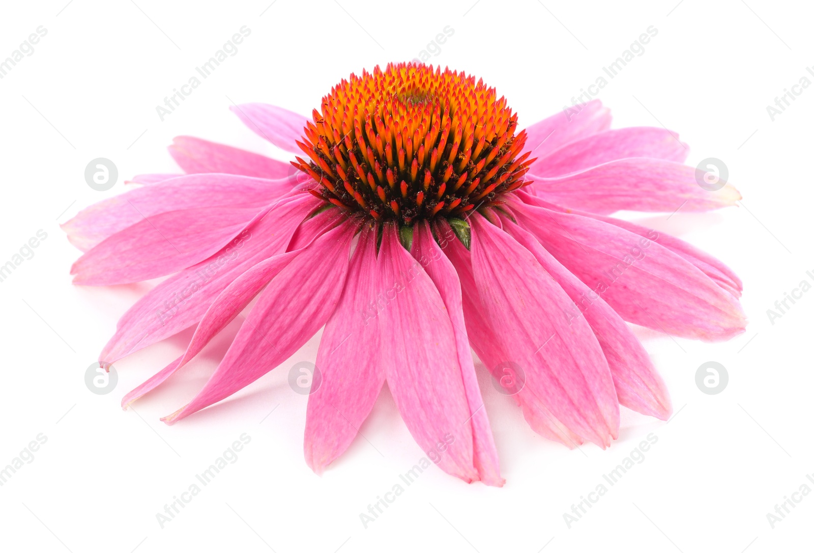 Beautiful pink Echinacea flower isolated on white Photo of Beautiful pink Echinacea flower isolated on white