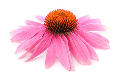 Photo of Beautiful pink Echinacea flower isolated on white