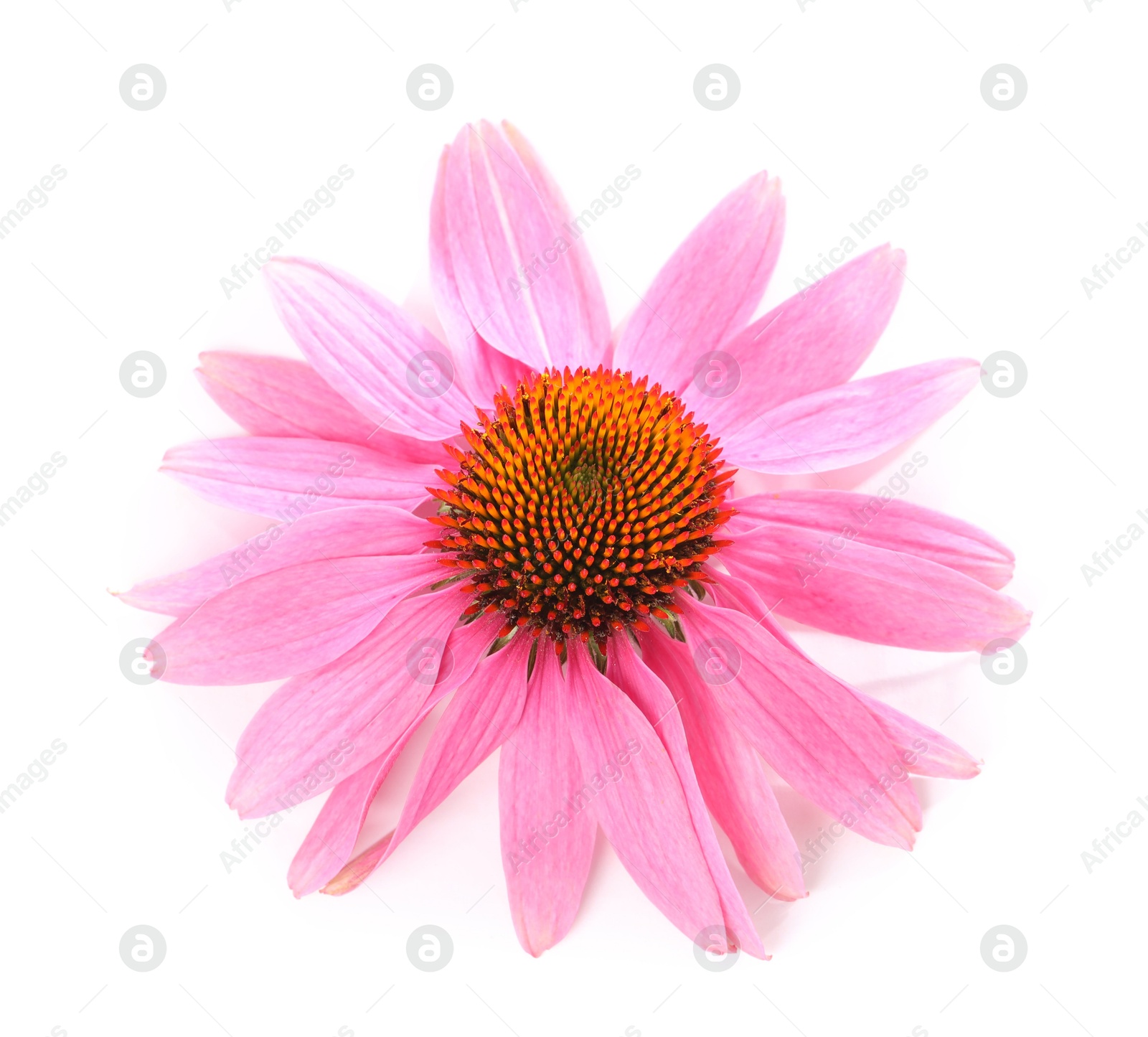 Beautiful pink Echinacea flower isolated on white Photo of Beautiful pink Echinacea flower isolated on white