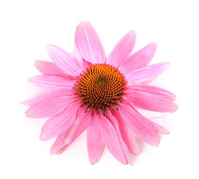 Photo of Beautiful pink Echinacea flower isolated on white
