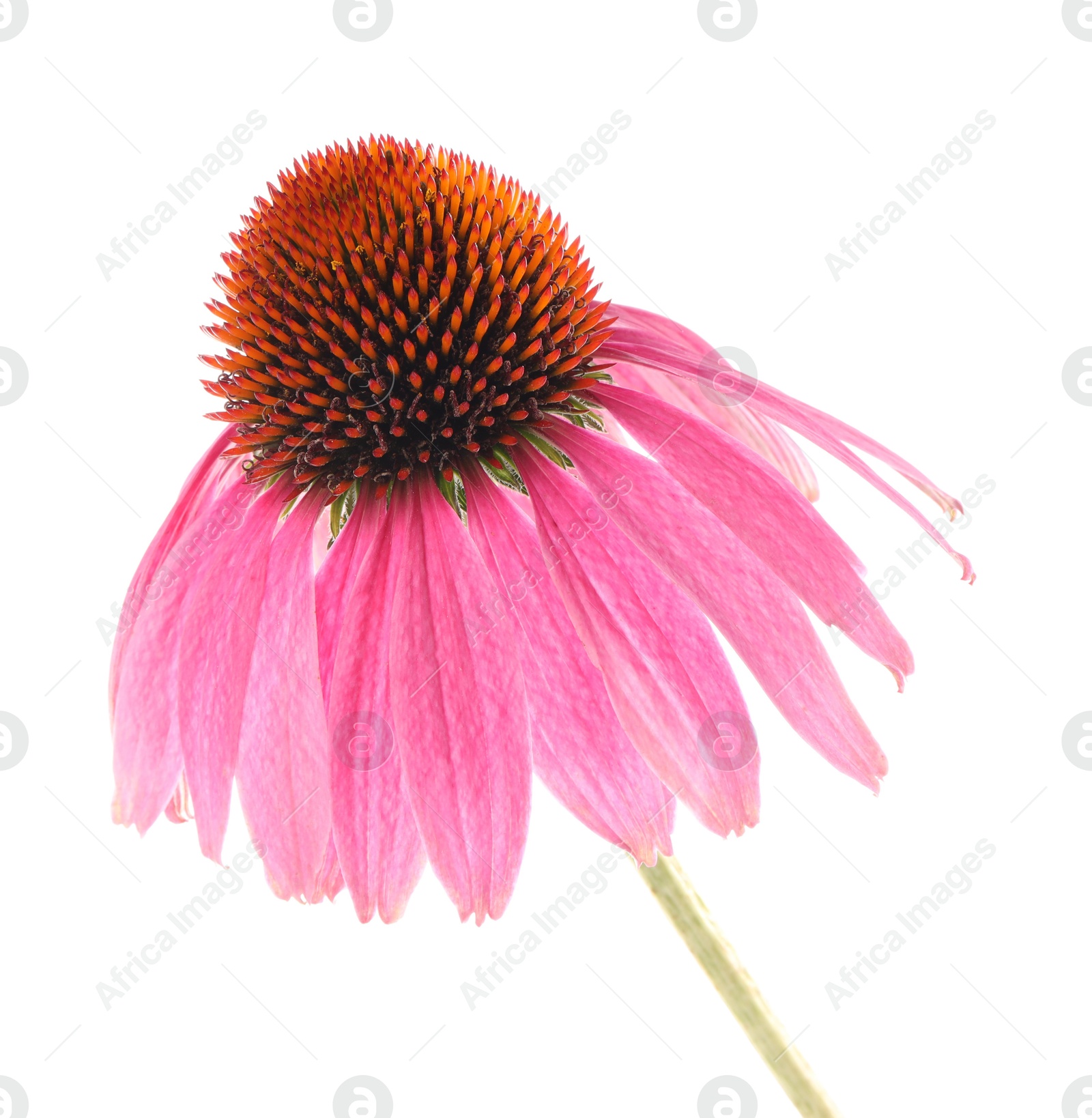 Beautiful pink Echinacea flower isolated on white Photo of Beautiful pink Echinacea flower isolated on white