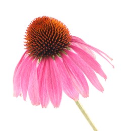 Photo of Beautiful pink Echinacea flower isolated on white