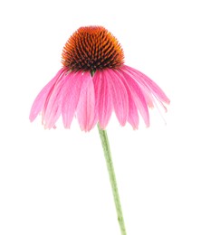 Photo of Beautiful pink Echinacea flower isolated on white