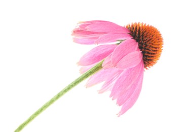 Photo of Beautiful pink Echinacea flower isolated on white