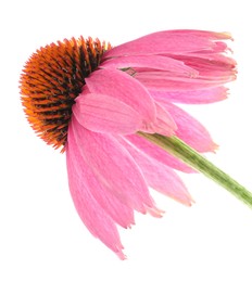 Photo of Beautiful pink Echinacea flower isolated on white