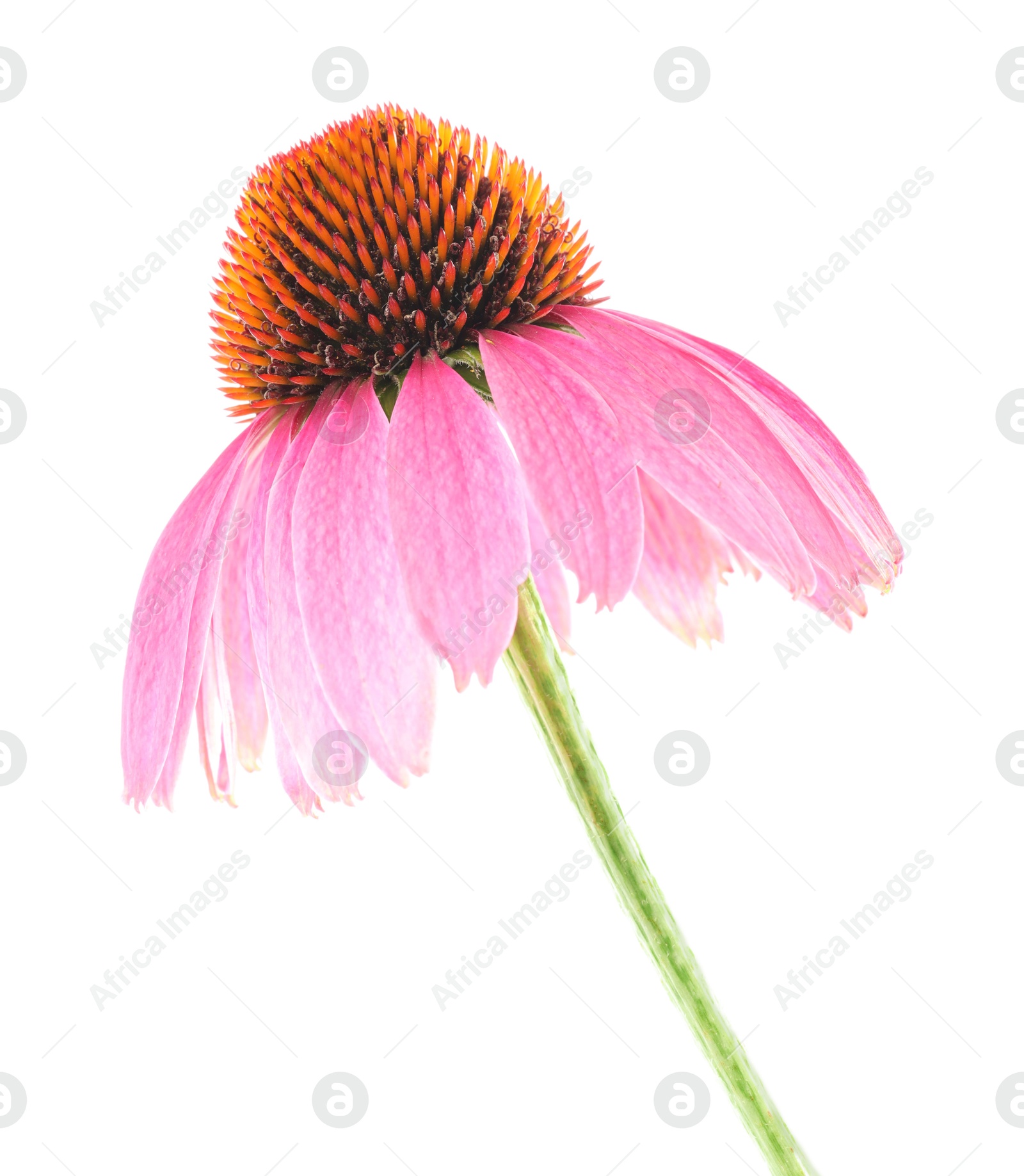 Beautiful pink Echinacea flower isolated on white Photo of Beautiful pink Echinacea flower isolated on white