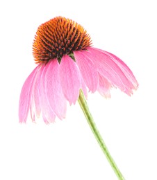 Photo of Beautiful pink Echinacea flower isolated on white