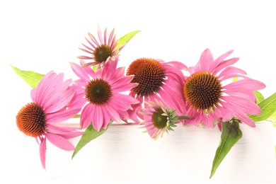 Photo of Beautiful pink Echinacea flowers on white background
