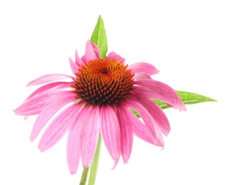 Photo of Beautiful pink Echinacea flower isolated on white