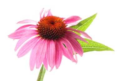 Photo of Beautiful pink Echinacea flower isolated on white