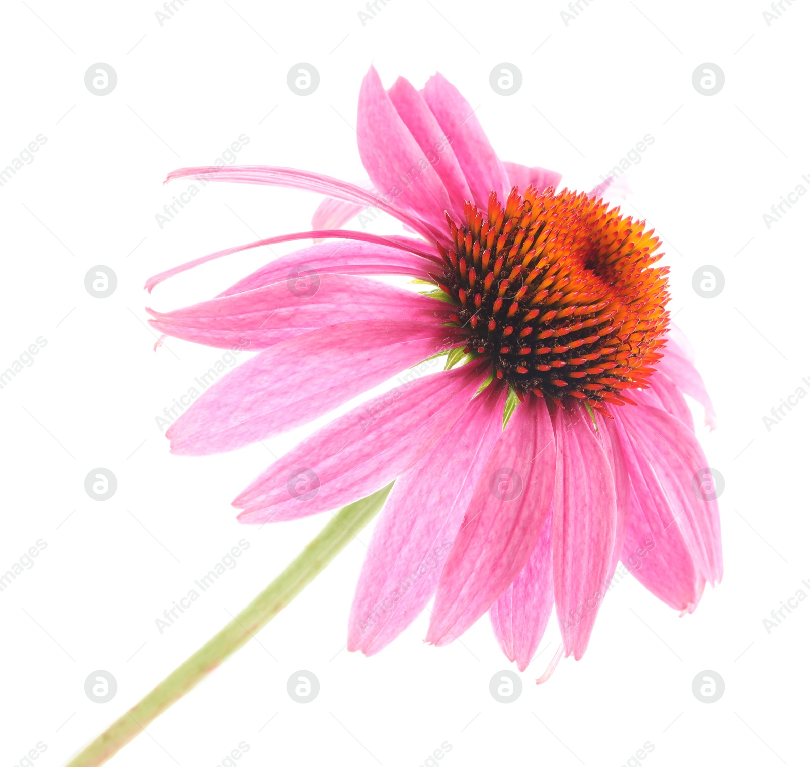Beautiful pink Echinacea flower isolated on white Photo of Beautiful pink Echinacea flower isolated on white