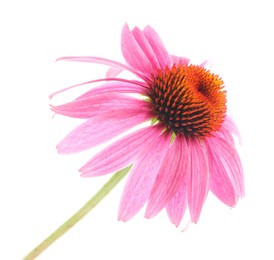 Photo of Beautiful pink Echinacea flower isolated on white