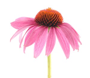 Photo of Beautiful pink Echinacea flower isolated on white