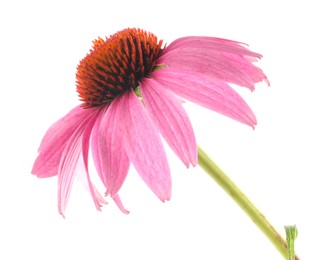 Photo of Beautiful pink Echinacea flower isolated on white