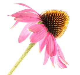 Photo of Beautiful pink Echinacea flower isolated on white