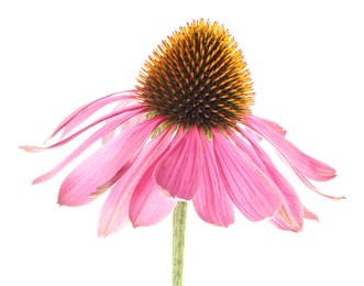 Photo of Beautiful pink Echinacea flower isolated on white