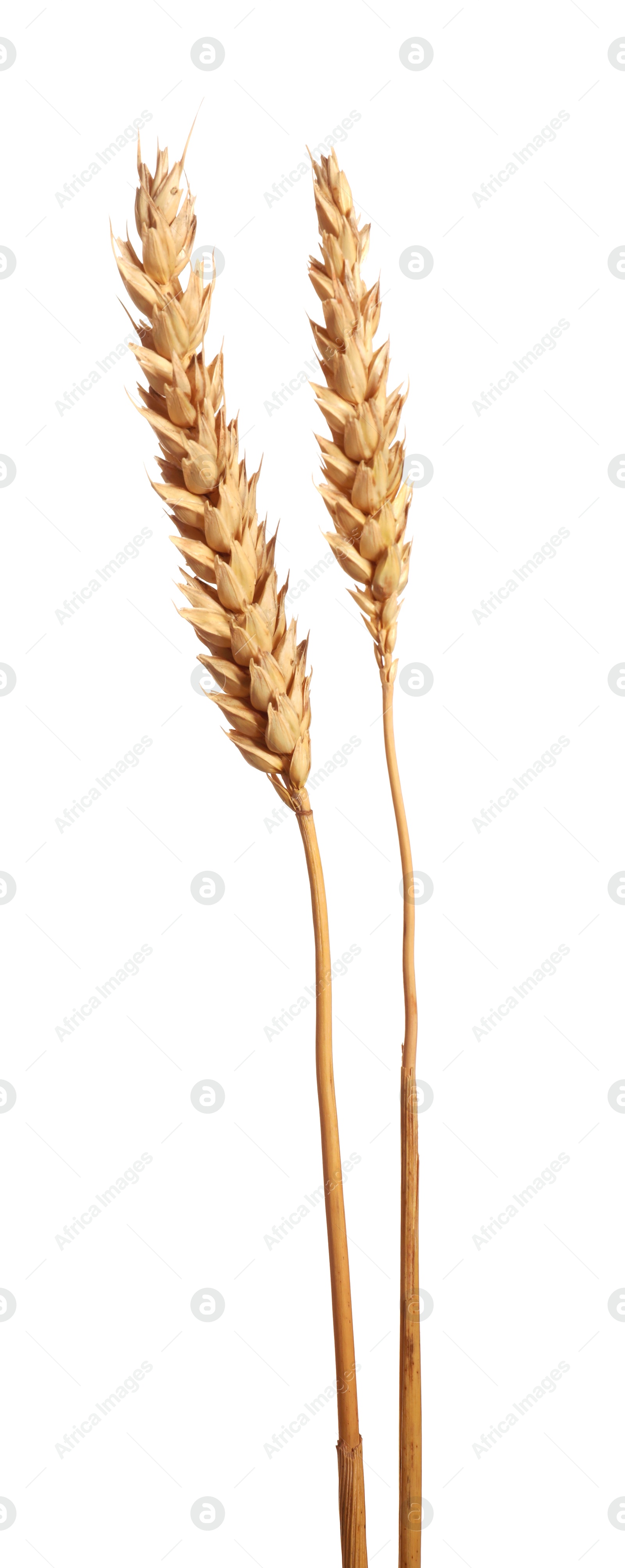 Photo of Many dried wheat ears isolated on white