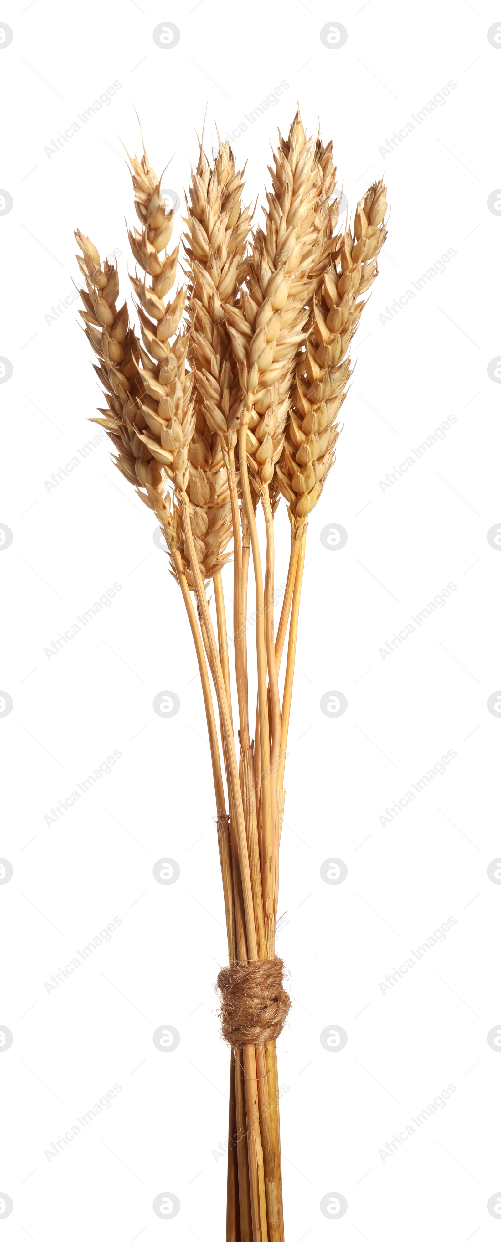Photo of Bunch of dried wheat ears isolated on white