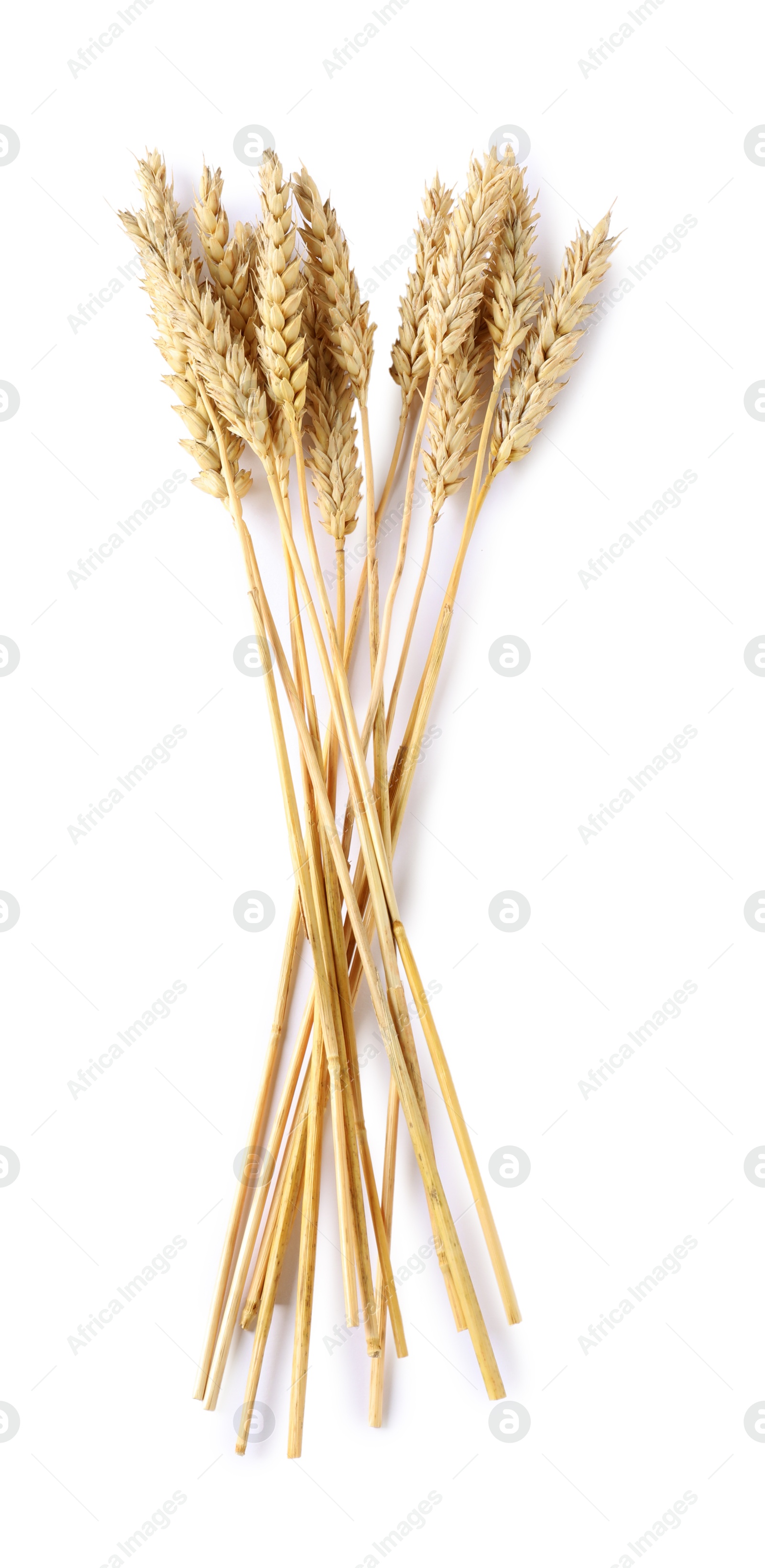Many dried wheat ears isolated on white, top view Photo of Many dried wheat ears isolated on white, top view