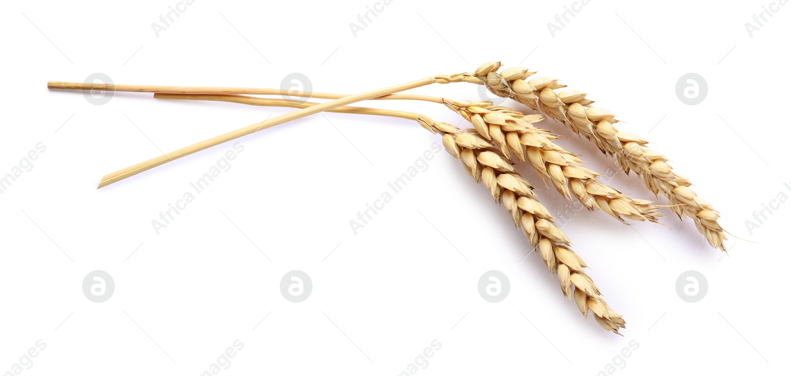 Three dried wheat ears isolated on white Photo of Three dried wheat ears isolated on white