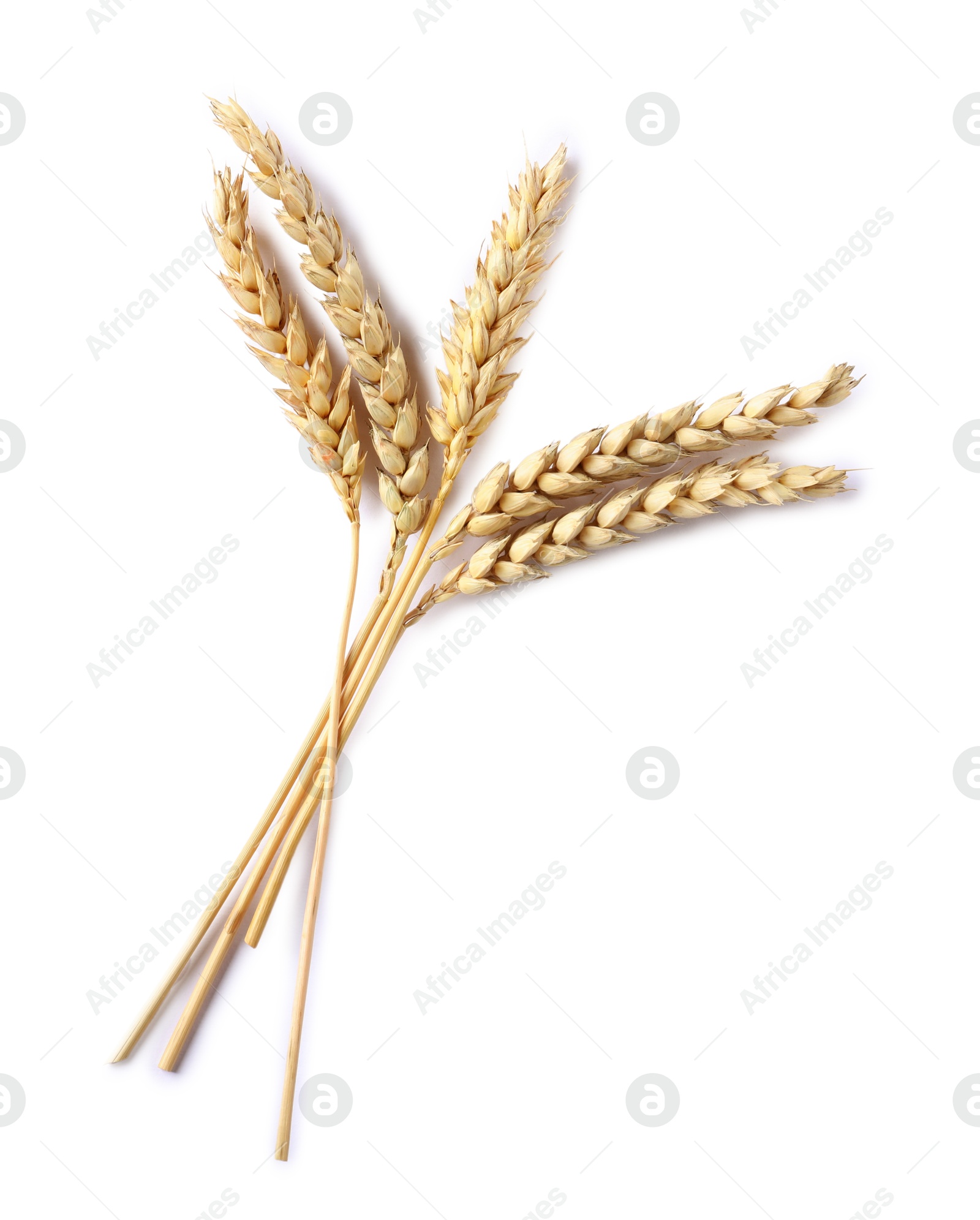 Many dried wheat ears isolated on white, top view Photo of Many dried wheat ears isolated on white, top view