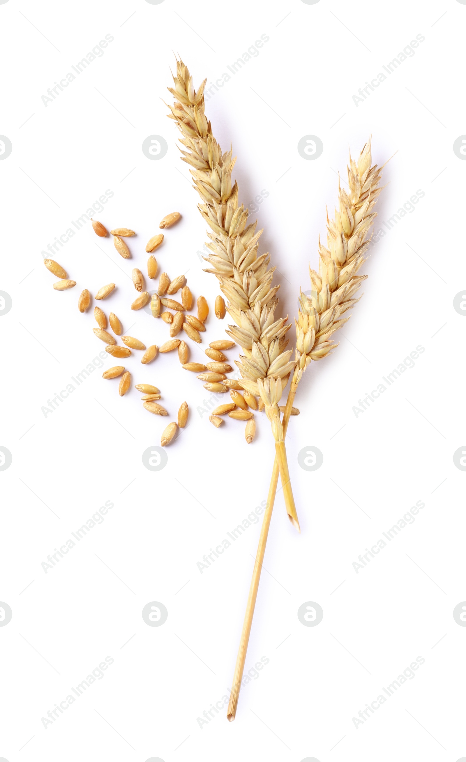 Dried wheat ears and seeds isolated on white, top view Photo of Dried wheat ears and seeds isolated on white, top view