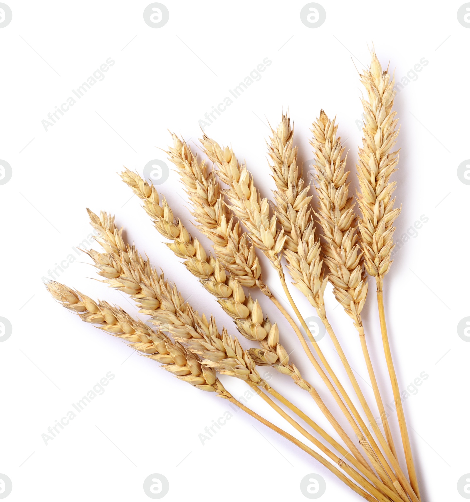 Many dried wheat ears isolated on white, top view Photo of Many dried wheat ears isolated on white, top view
