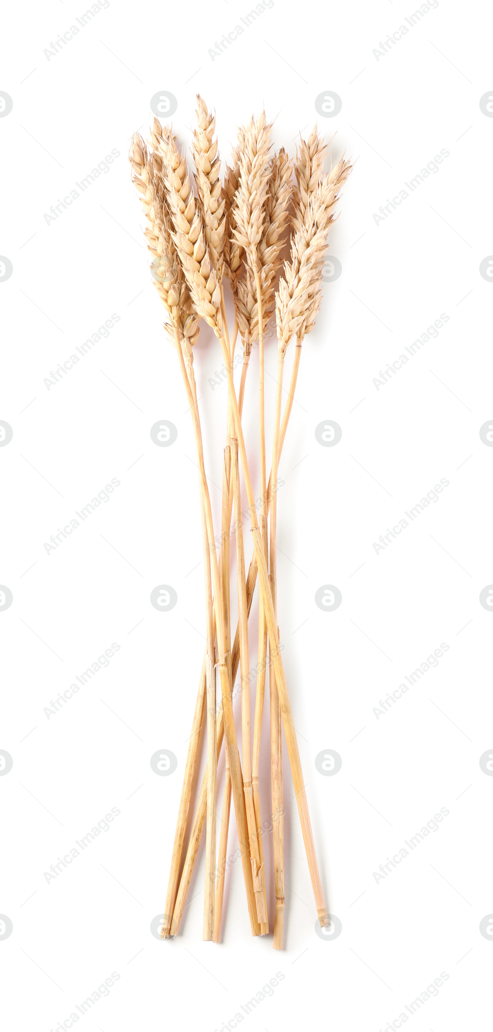 Many dried wheat ears isolated on white, top view Photo of Many dried wheat ears isolated on white, top view