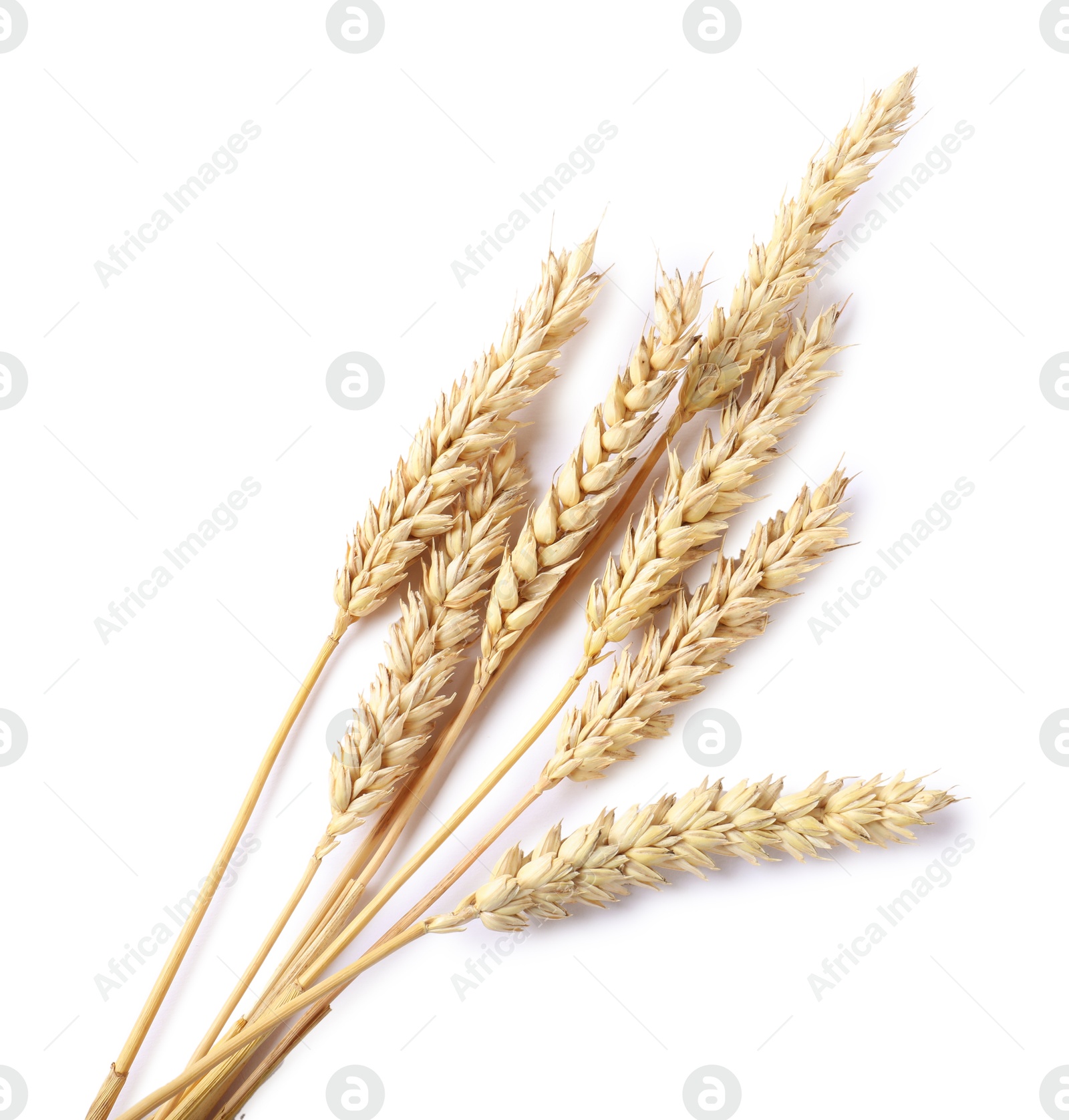 Many dried wheat ears isolated on white, top view Photo of Many dried wheat ears isolated on white, top view