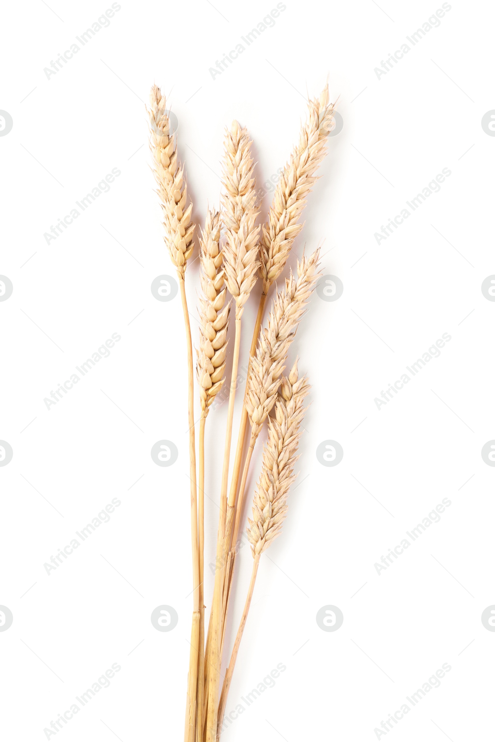 Many dried wheat ears isolated on white, top view Photo of Many dried wheat ears isolated on white, top view