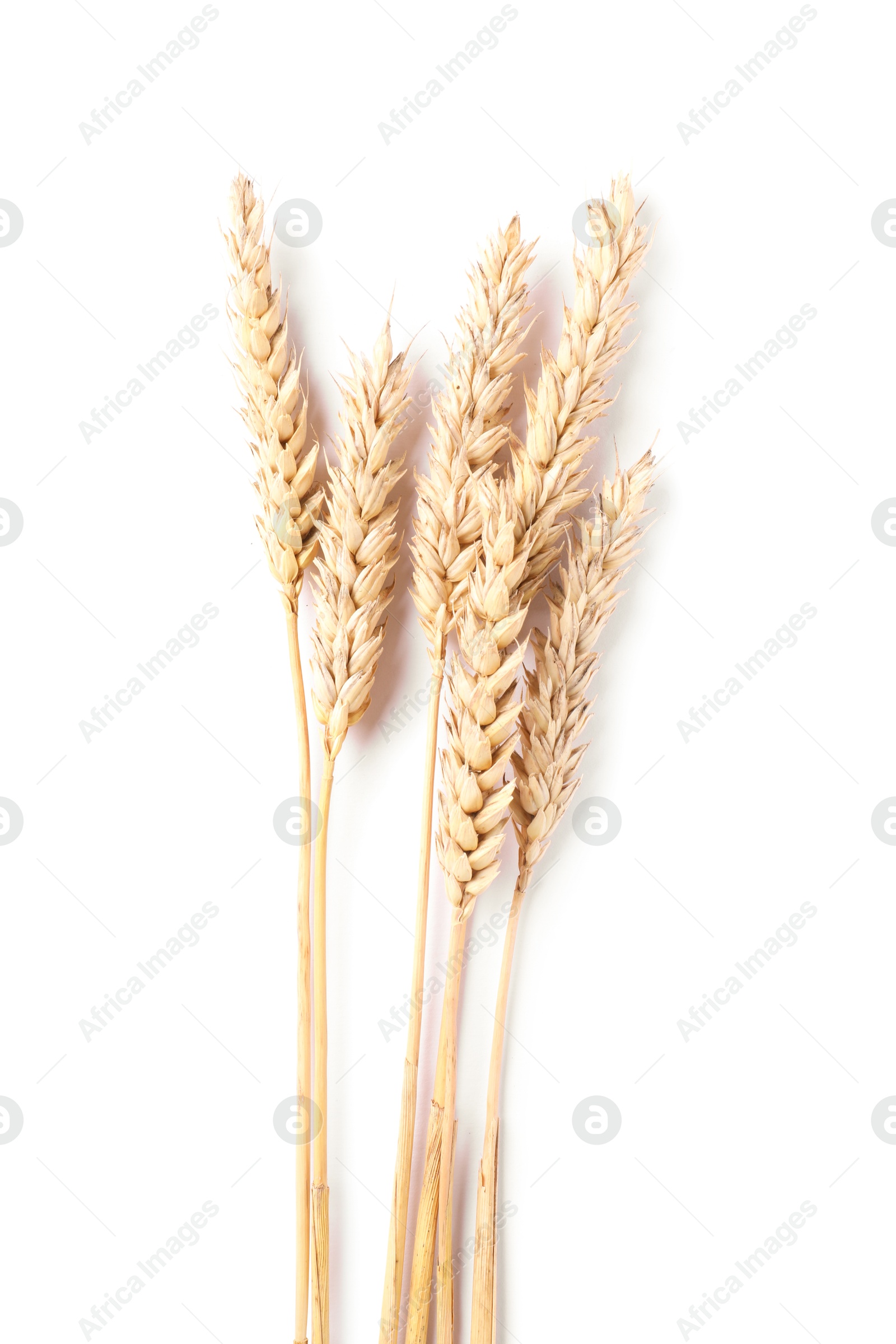 Many dried wheat ears isolated on white, top view Photo of Many dried wheat ears isolated on white, top view