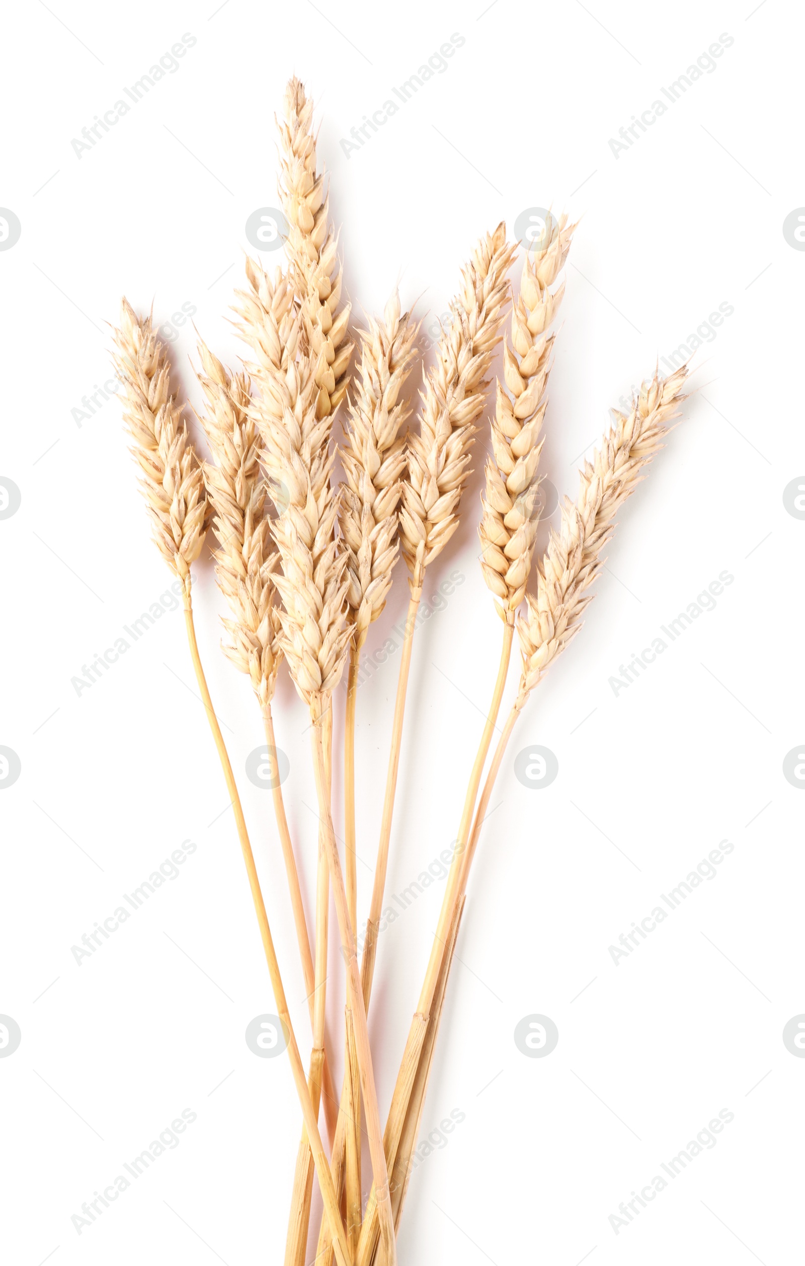 Many dried wheat ears isolated on white, top view Photo of Many dried wheat ears isolated on white, top view