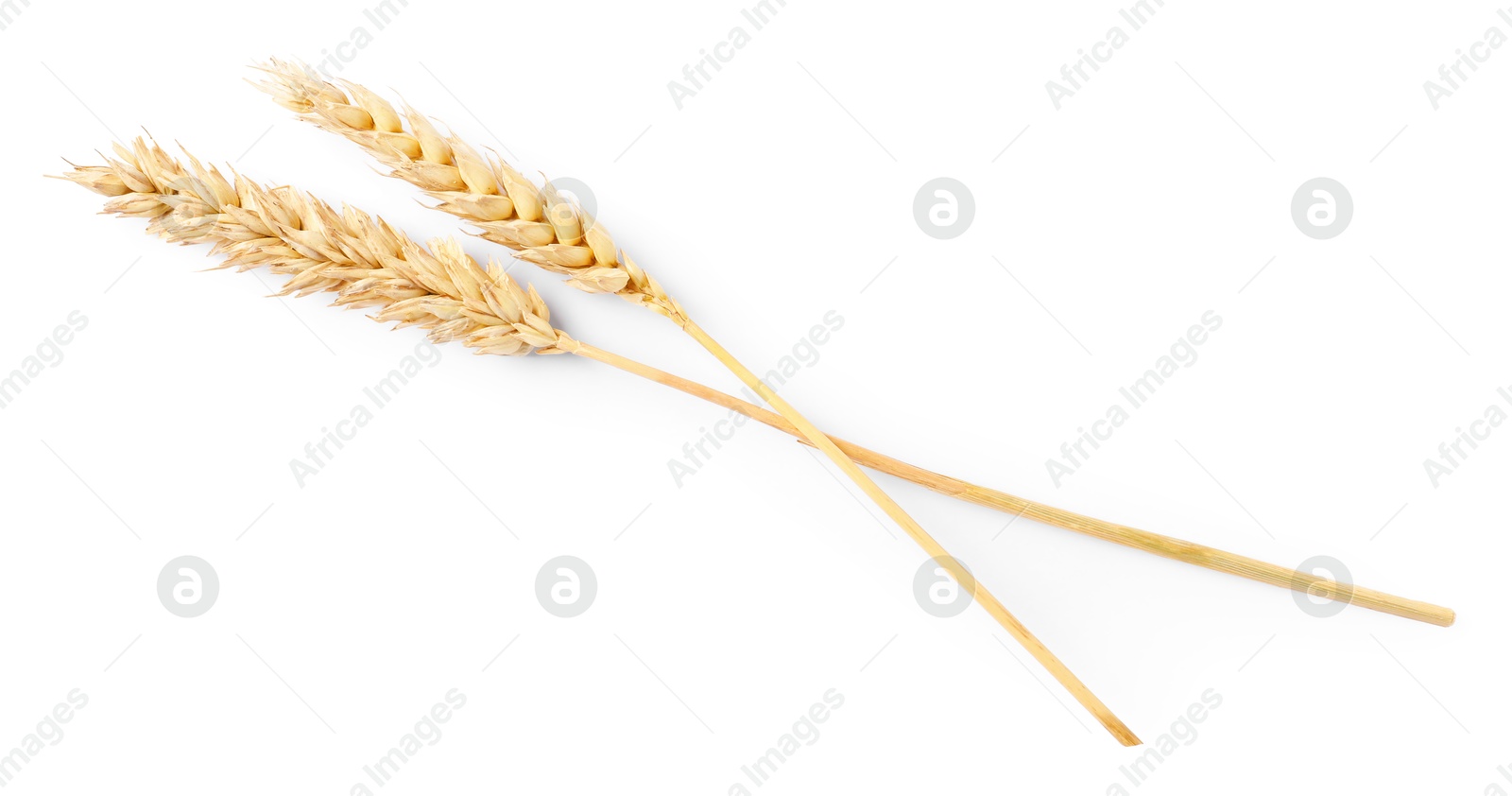 Two dried wheat ears isolated on white, top view Photo of Two dried wheat ears isolated on white, top view