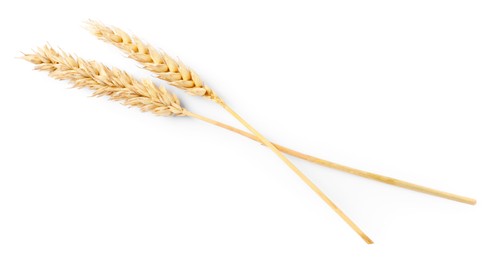 Photo of Two dried wheat ears isolated on white, top view