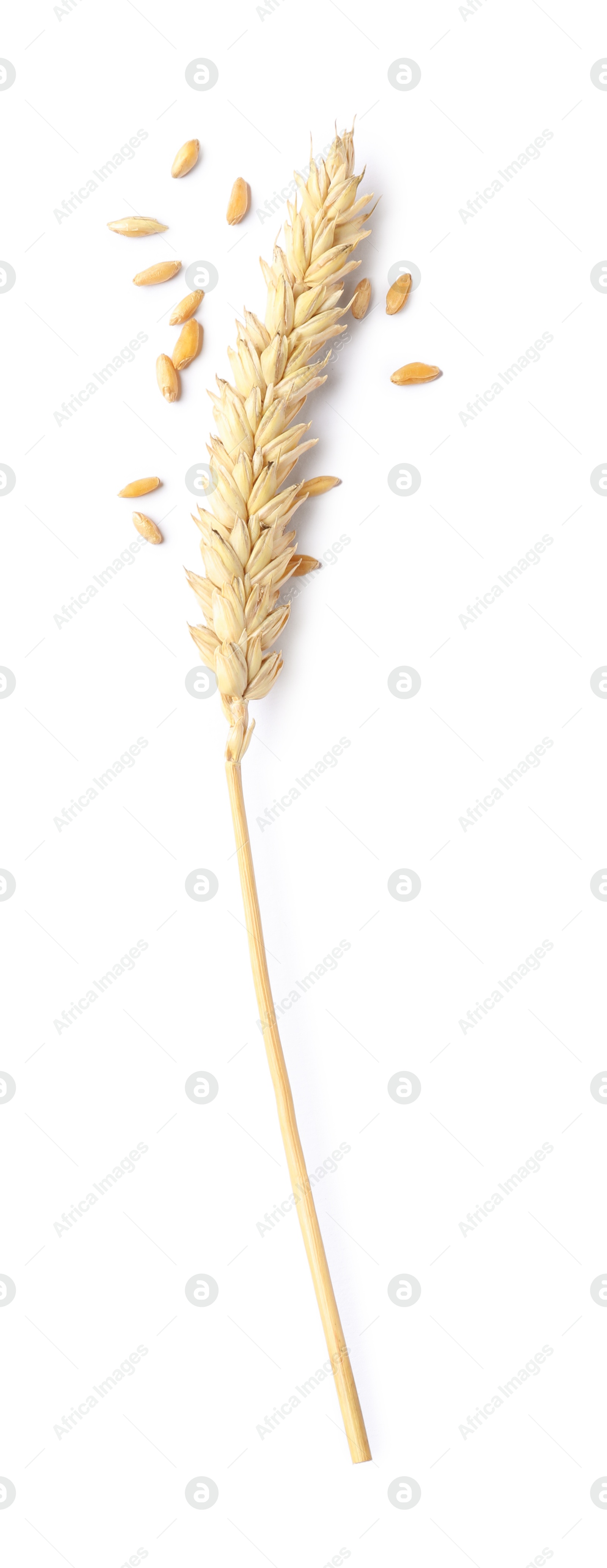 Dried wheat ear and seeds isolated on white, top view Photo of Dried wheat ear and seeds isolated on white, top view