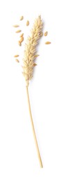 Photo of Dried wheat ear and seeds isolated on white, top view