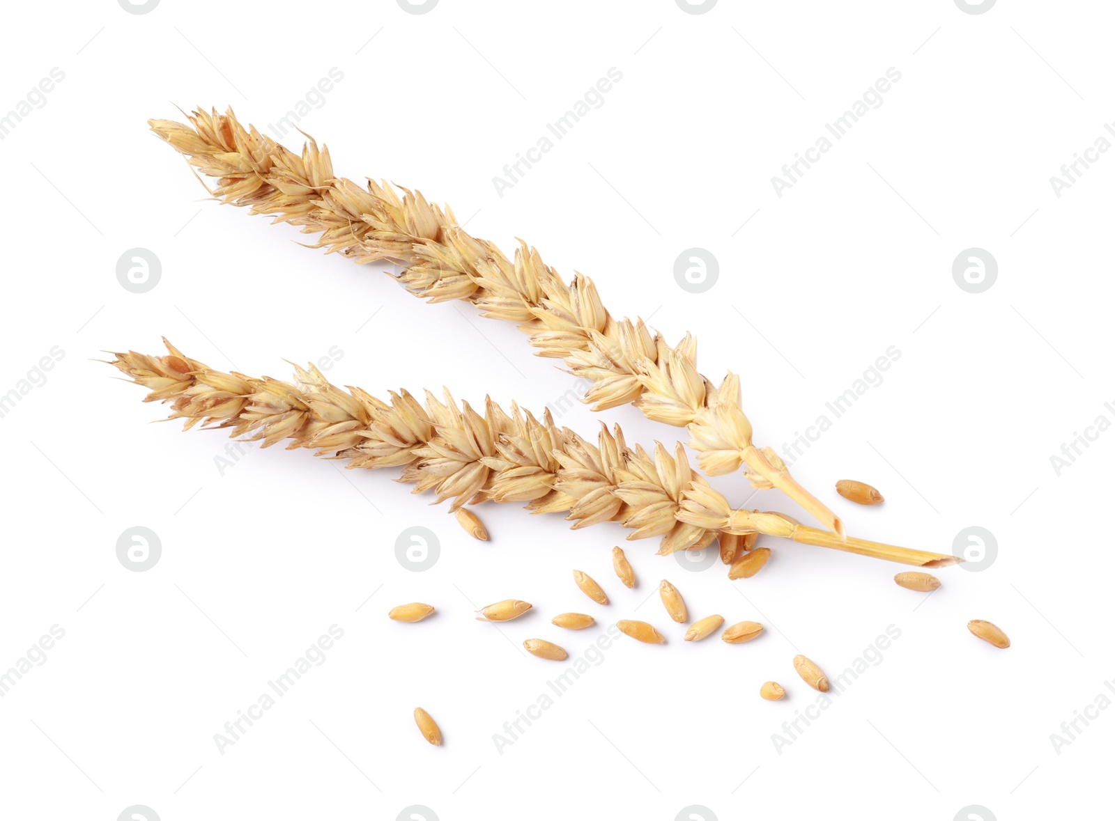Dried wheat ears and seeds isolated on white Photo of Dried wheat ears and seeds isolated on white