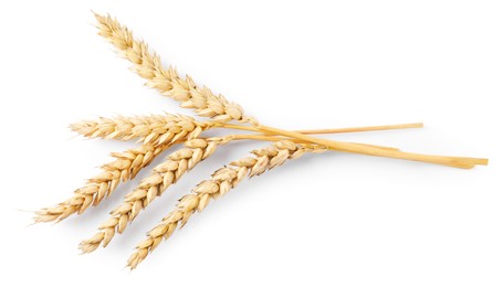 Photo of Many dried wheat ears isolated on white, top view