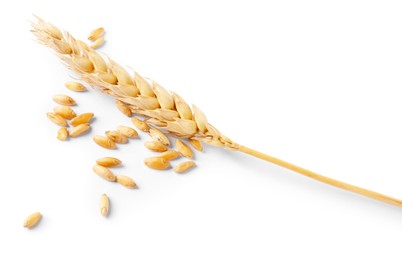 Photo of Dried wheat ear and seeds isolated on white