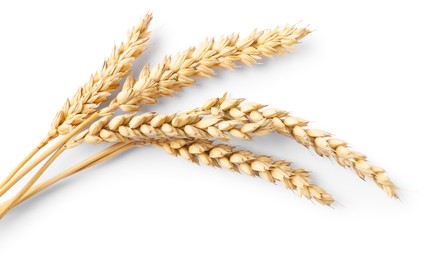 Photo of Many dried wheat ears isolated on white, top view