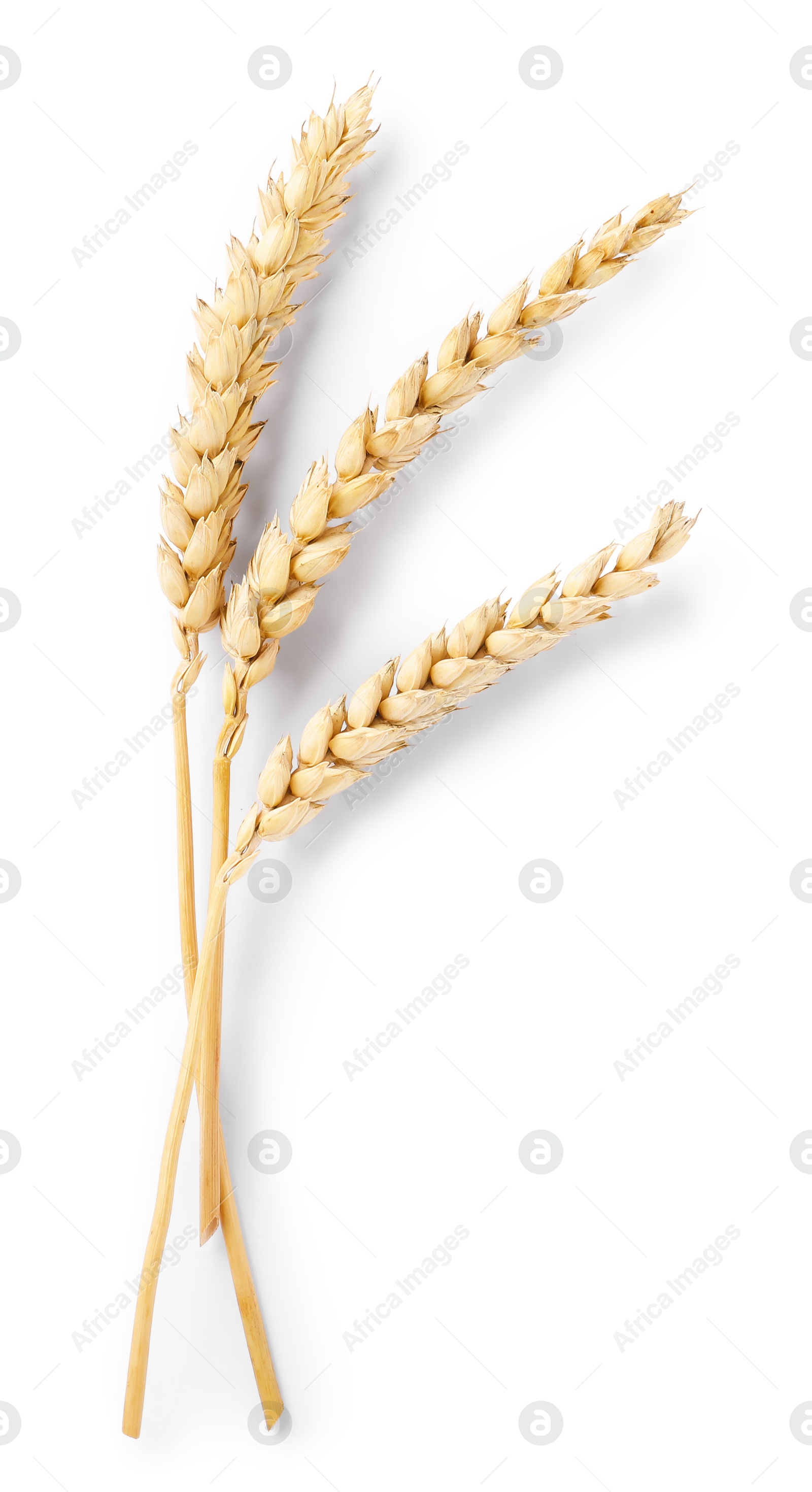 Many dried wheat ears isolated on white, top view Photo of Many dried wheat ears isolated on white, top view