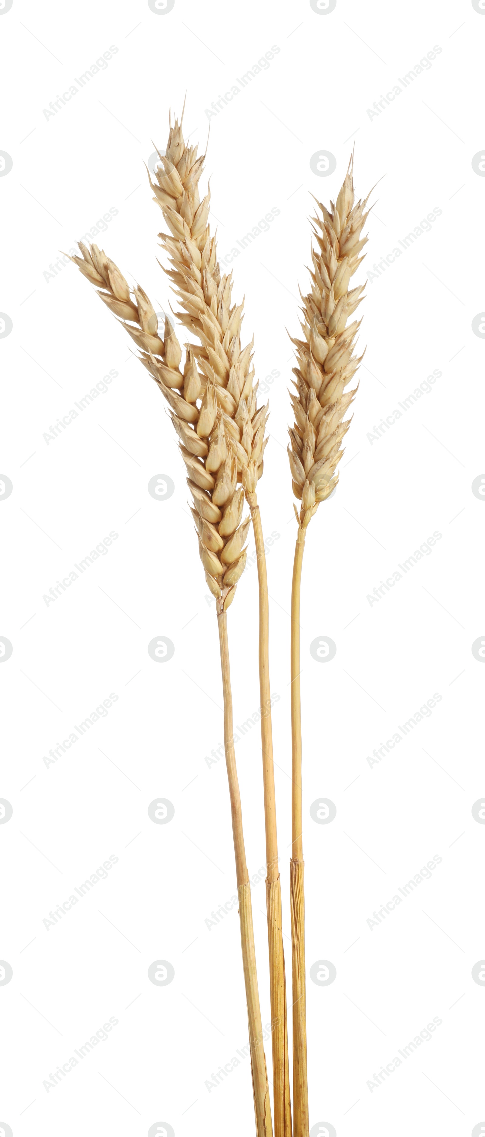 Many dried wheat ears isolated on white, top view Photo of Many dried wheat ears isolated on white, top view