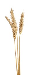 Photo of Many dried wheat ears isolated on white, top view